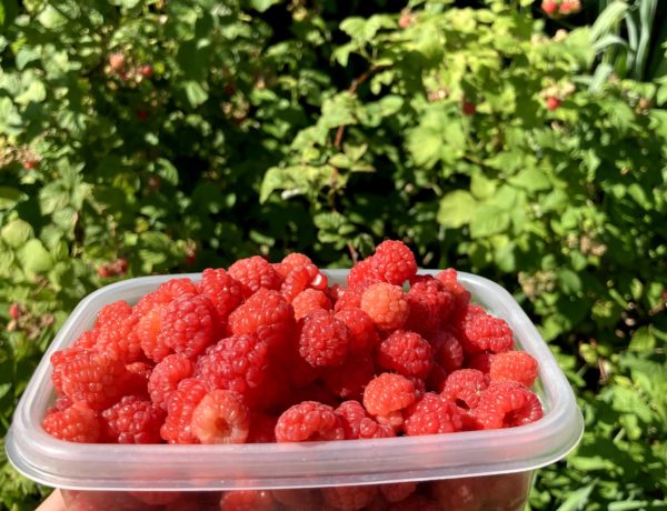 Raspberries can be productive, even if you don't extensively thin them