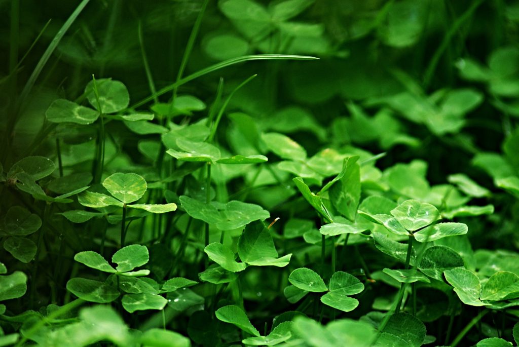 Image of clover lawn by  Zdeněk Chalupský on Pixabay