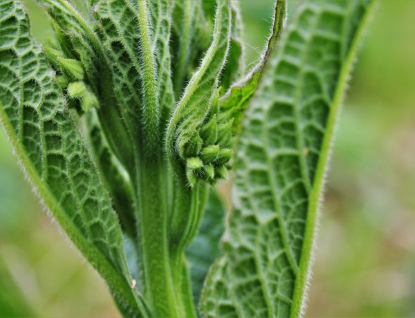 Comfrey is touted as a dynamic nutrient accumulator