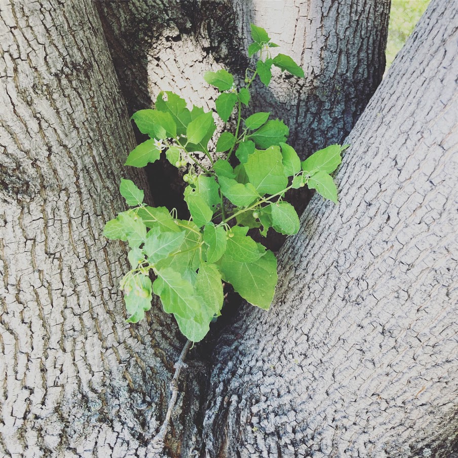 Solanum Americanum, growing in a nook of a tree